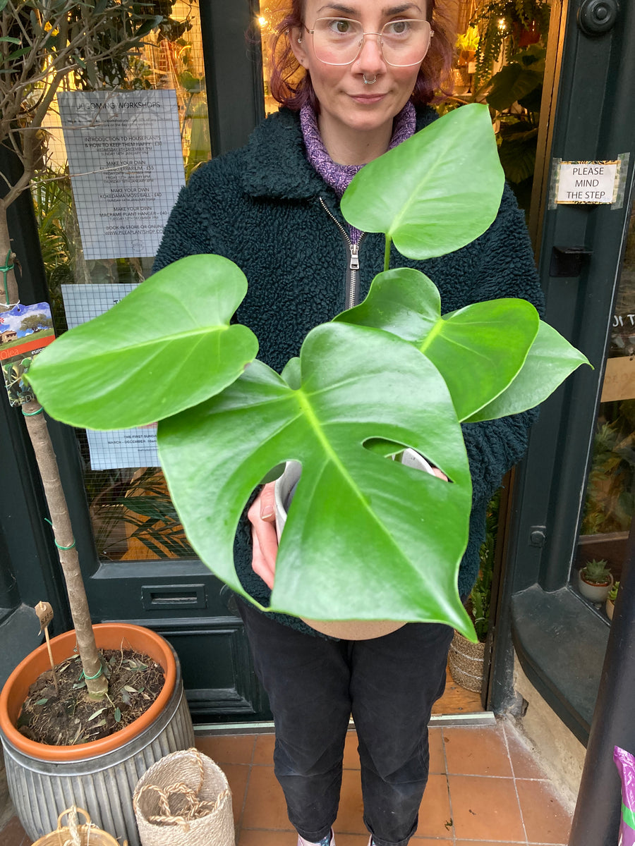 Monstera Deliciosa 14cm Pot - *local Delivery Or Local Pick Up Only 