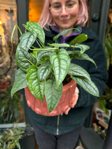 Monstera siltepecana / Silver Monstera