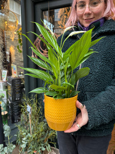 Spathiphyllum Korto - Peace Lily