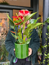 Load image into Gallery viewer, Anthurium andraeanum Success Red - Flamingo Flower
