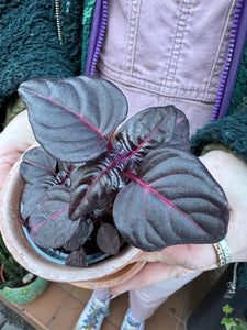 Iresine herbstii Bloodleaf / Herbst's Bloodleaf