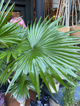 Load image into Gallery viewer, Livistona rotundifolia / Footstool Palm - *Local Delivery or Local Pick Up Only*
