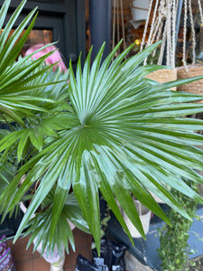 Livistona rotundifolia / Footstool Palm - *Local Delivery or Local Pick Up Only*