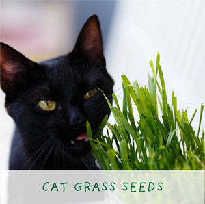 Eco Mini Grow Kit - Cat Grass