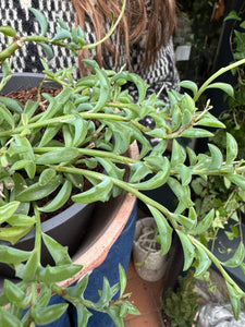 Senecio peregrinus - String Of Dolphins