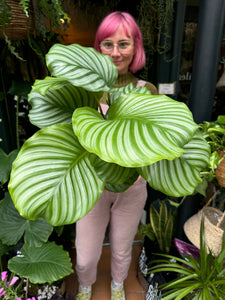 Calathea orbifolia - Prayer Plant