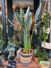 Load image into Gallery viewer, Strelitzia reginae 40cm Pot - *Local Delivery or Local Pick Up Only*
