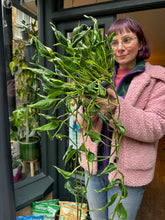 Load image into Gallery viewer, Epipremnum pinnatum Shangri-La - Sleeping Pothos
