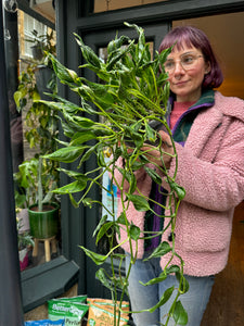 Epipremnum pinnatum Shangri-La - Sleeping Pothos