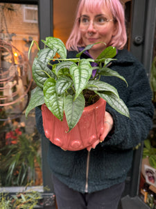 Monstera siltepecana / Silver Monstera