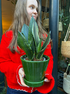 Sansevieria trifasciata Black Diamond / Snake Plant