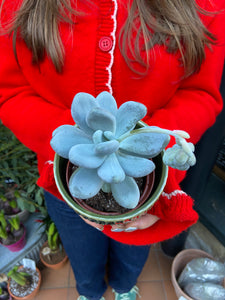 Pachyphytum oviferum - Moonstones