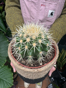 Echinocactus grusonii - Golden Barrel Cactus