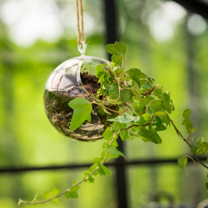 Colourful Glass Hanging Globes