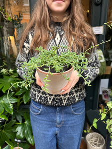 Senecio peregrinus - String Of Dolphins