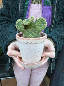 Opuntia microdasys Cristata / Crested Bunny Ear Cactus