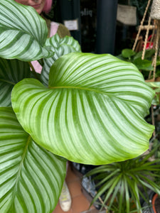 Calathea orbifolia - Prayer Plant