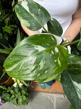 Load image into Gallery viewer, Philodendron White Princess
