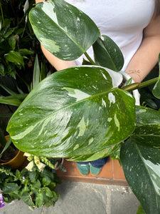 Philodendron White Princess