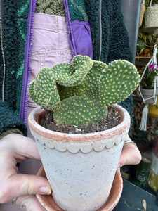 Opuntia microdasys Cristata / Crested Bunny Ear Cactus