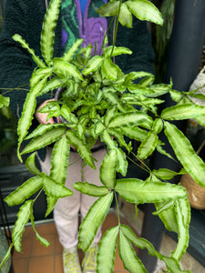 Pteris cretica Albolineata / Ribbon Fern - 12cm Pot