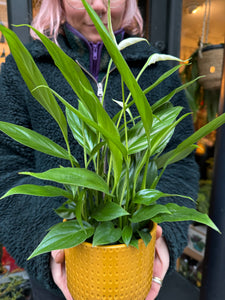 Spathiphyllum Korto - Peace Lily