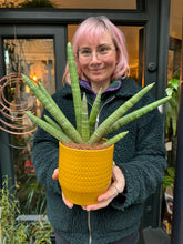 Load image into Gallery viewer, Sansevieria cylindrica Skyline - Snake Plant
