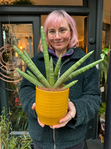 Sansevieria cylindrica Skyline - Snake Plant