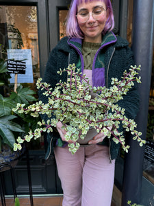 Portulacaria afra Variegata / Elephant Bush