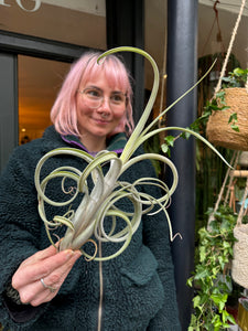 Tillandsia bulbosa - Bulbous Airplant