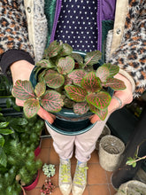 Load image into Gallery viewer, Fittonia - Nerve Plant
