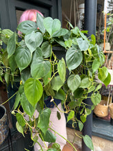 Load image into Gallery viewer, Philodendron scandens XL / Heart Leaf Philodendron - *Local Delivery or Local Pick Up Only*
