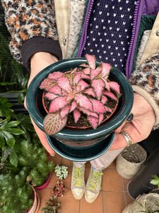 Fittonia - Nerve Plant