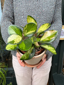 Hoya australis Lisa / Wax plant