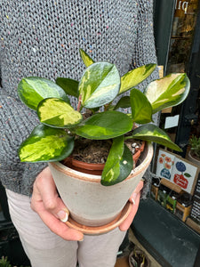 Hoya australis Lisa / Wax plant