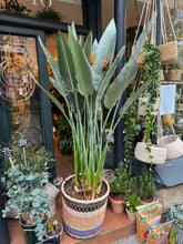 Load image into Gallery viewer, Strelitzia reginae 40cm Pot - *Local Delivery or Local Pick Up Only*
