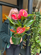 Load image into Gallery viewer, Anthurium andraeanum Success Red - Flamingo Flower
