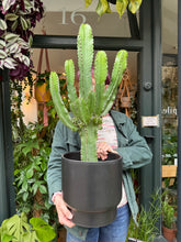 Load image into Gallery viewer, Euphorbia ingens 21cm Pot -  *Local Delivery or Local Pick Up Only*
