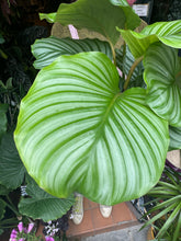 Load image into Gallery viewer, Calathea orbifolia - Prayer Plant
