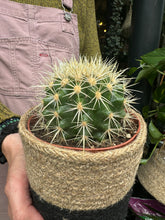 Load image into Gallery viewer, Echinocactus grusonii - Golden Barrel Cactus
