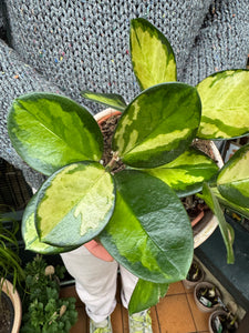 Hoya australis Lisa / Wax plant