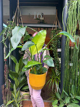 Load image into Gallery viewer, Strelitzia nicolai 21cm pot  - *Local Delivery or Local Pick Up Only*
