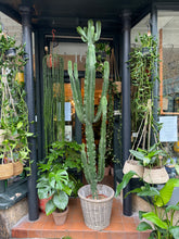 Load image into Gallery viewer, Euphorbia ingens / Candelabra Cactus - 30cm Pot - *Local Delivery or Local Pick Up Only*
