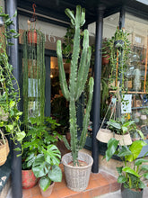 Load image into Gallery viewer, Euphorbia ingens / Candelabra Cactus - 30cm Pot - *Local Delivery or Local Pick Up Only*
