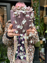 Load image into Gallery viewer, Ceropegia woodii Variegata - Variegated String of Hearts
