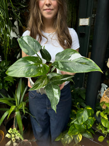 Philodendron White Princess