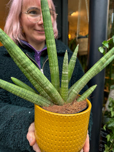 Sansevieria cylindrica Skyline - Snake Plant