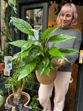 Load image into Gallery viewer, Spathiphyllum Vivaldi / Peace Lily - *Local Delivery or Local Pick Up Only*
