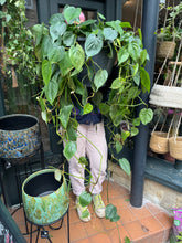 Load image into Gallery viewer, Philodendron scandens XL / Heart Leaf Philodendron - *Local Delivery or Local Pick Up Only*
