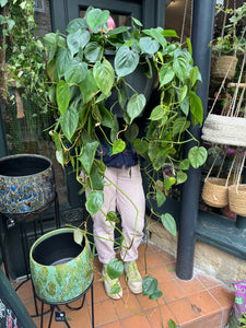 Philodendron scandens XL / Heart Leaf Philodendron - *Local Delivery or Local Pick Up Only*